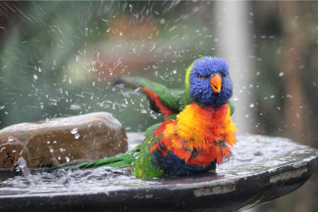 Garden landscaping ideas, an Australian native bird the rainbow lorikeet in a birdbath