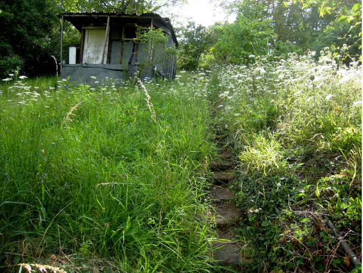 how to tidy an overgrown garden