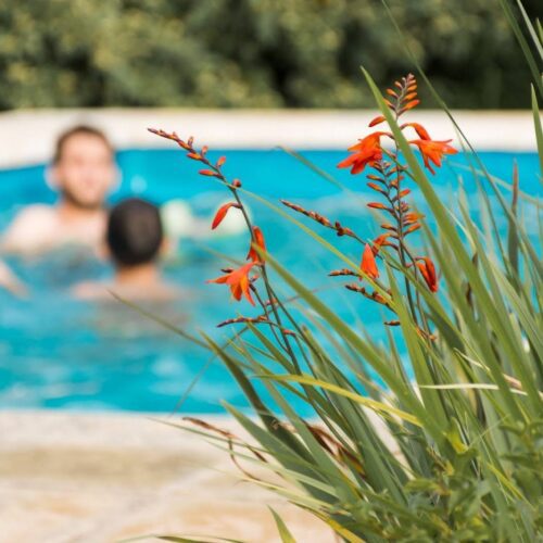 What are the best plants to put around a pool