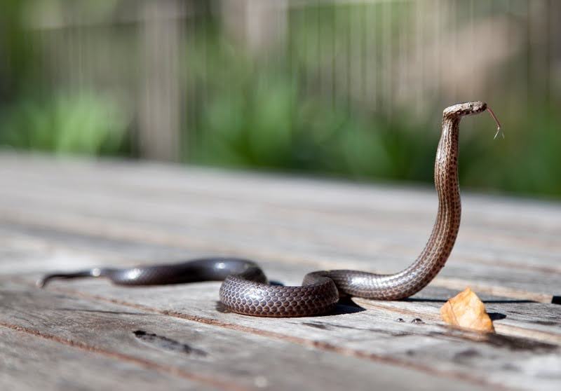 How to keep snakes away from your property